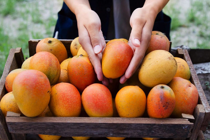 Mundo Feliz, fâșii de mango uscat din agricultura ecologică, 3 x 200 grame