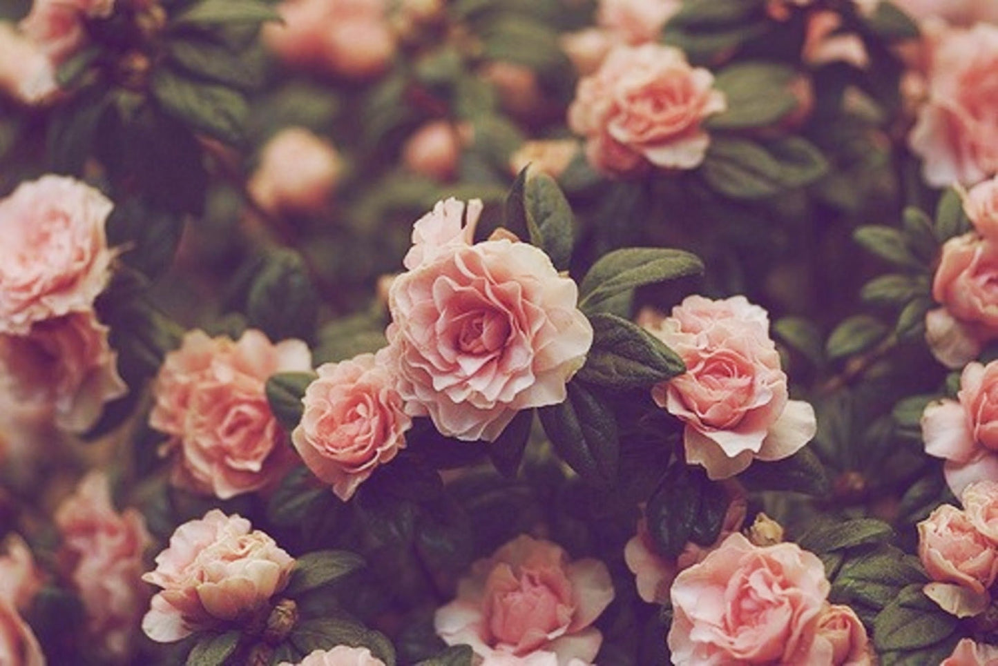 Imagine Comestibilă - Vintage Flowers