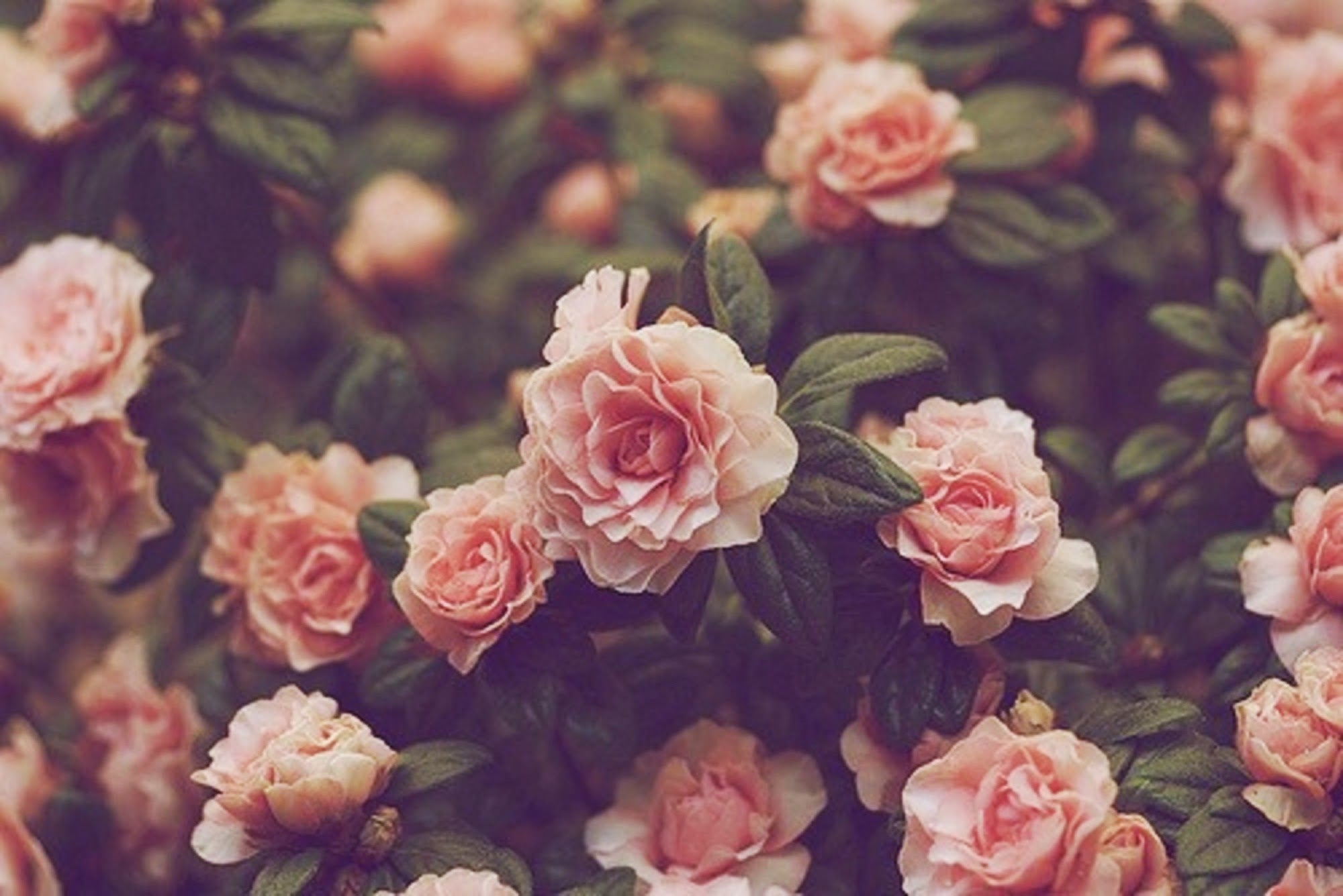 Imagine Comestibilă - Vintage Flowers