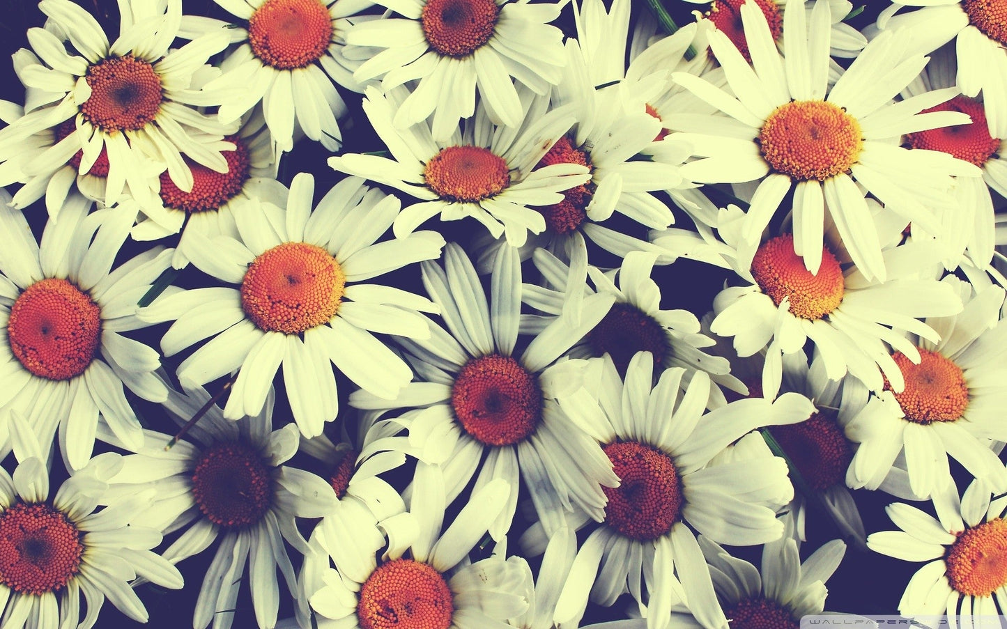 Imagine Comestibilă - Vintage Flowers