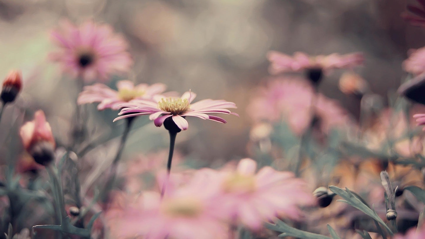 Imagine Comestibilă - Vintage Flowers