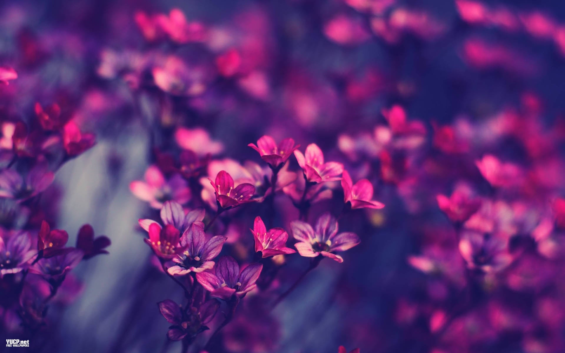 Imagine Comestibilă - Vintage Flowers