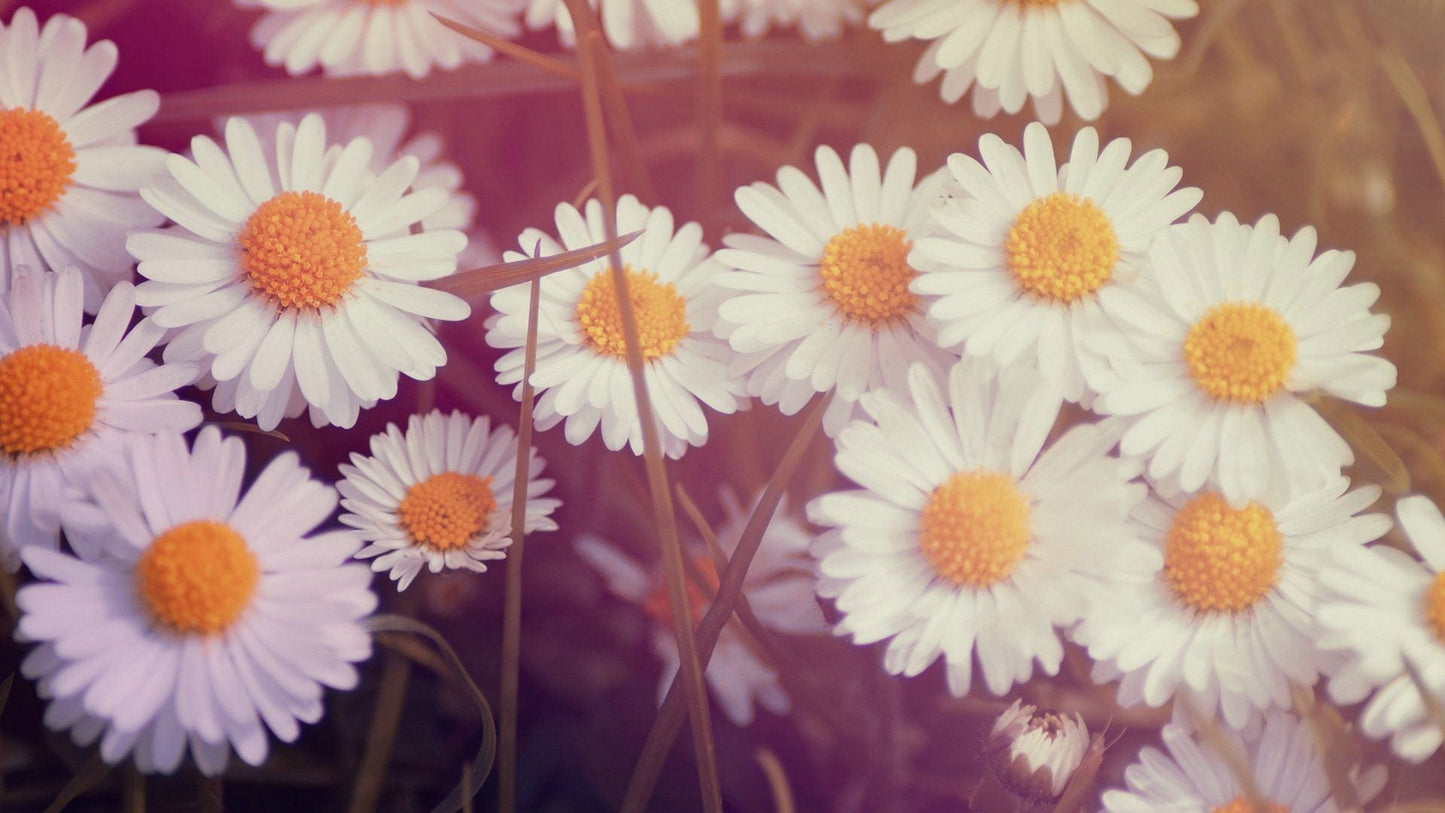 Imagine Comestibilă - Vintage Flowers