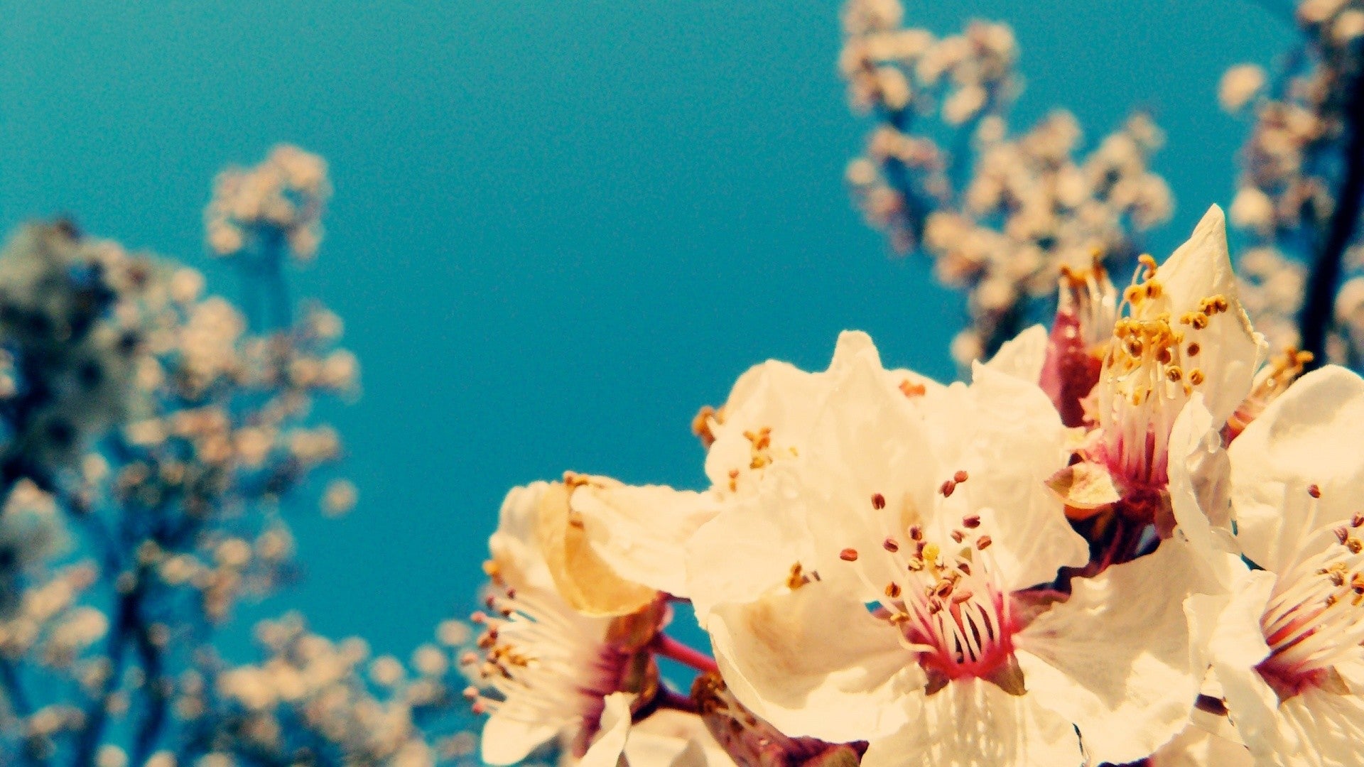 Imagine Comestibilă - Vintage Flowers