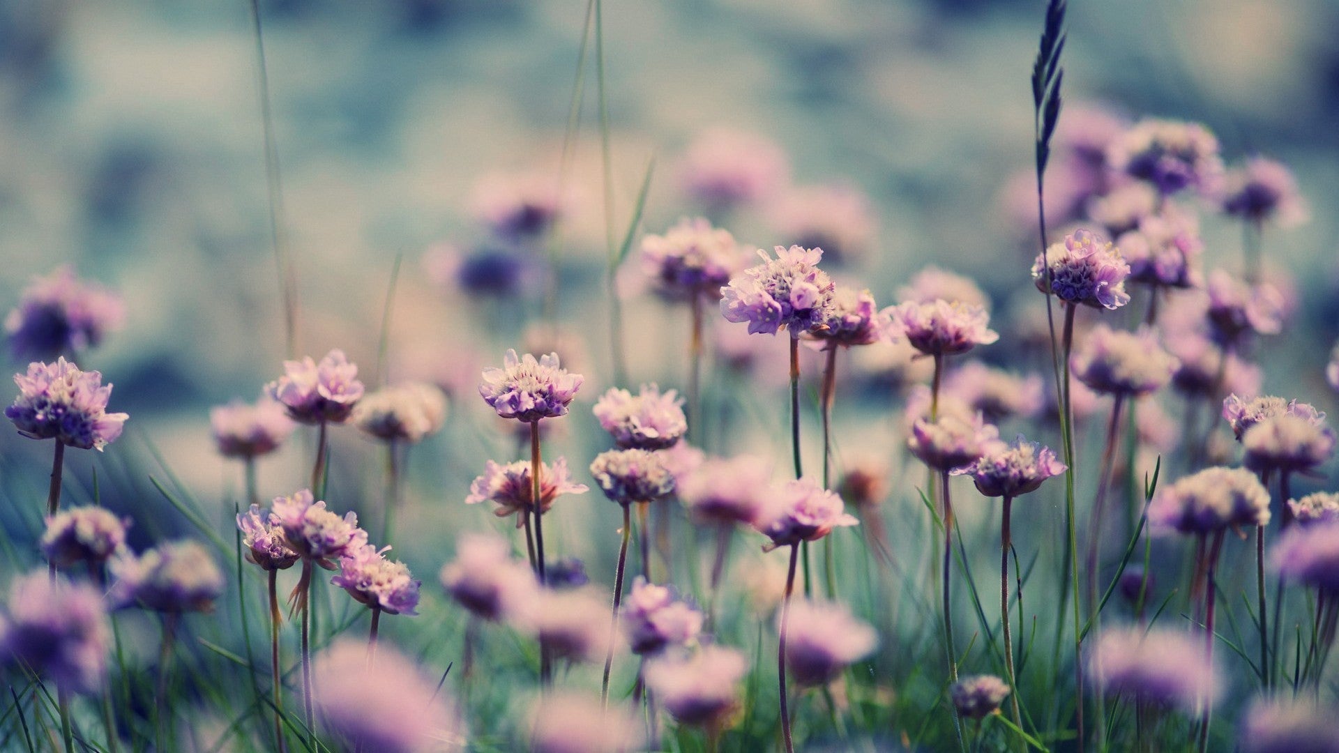 Imagine Comestibilă - Vintage Flowers