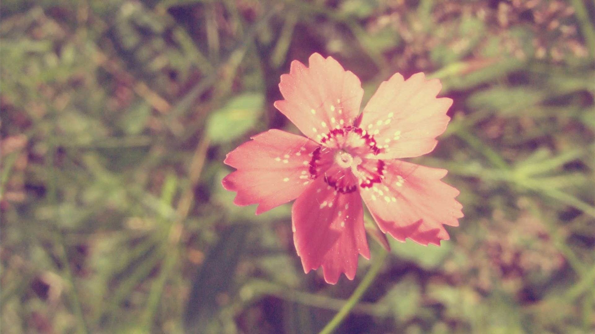 Imagine Comestibilă - Vintage Flowers