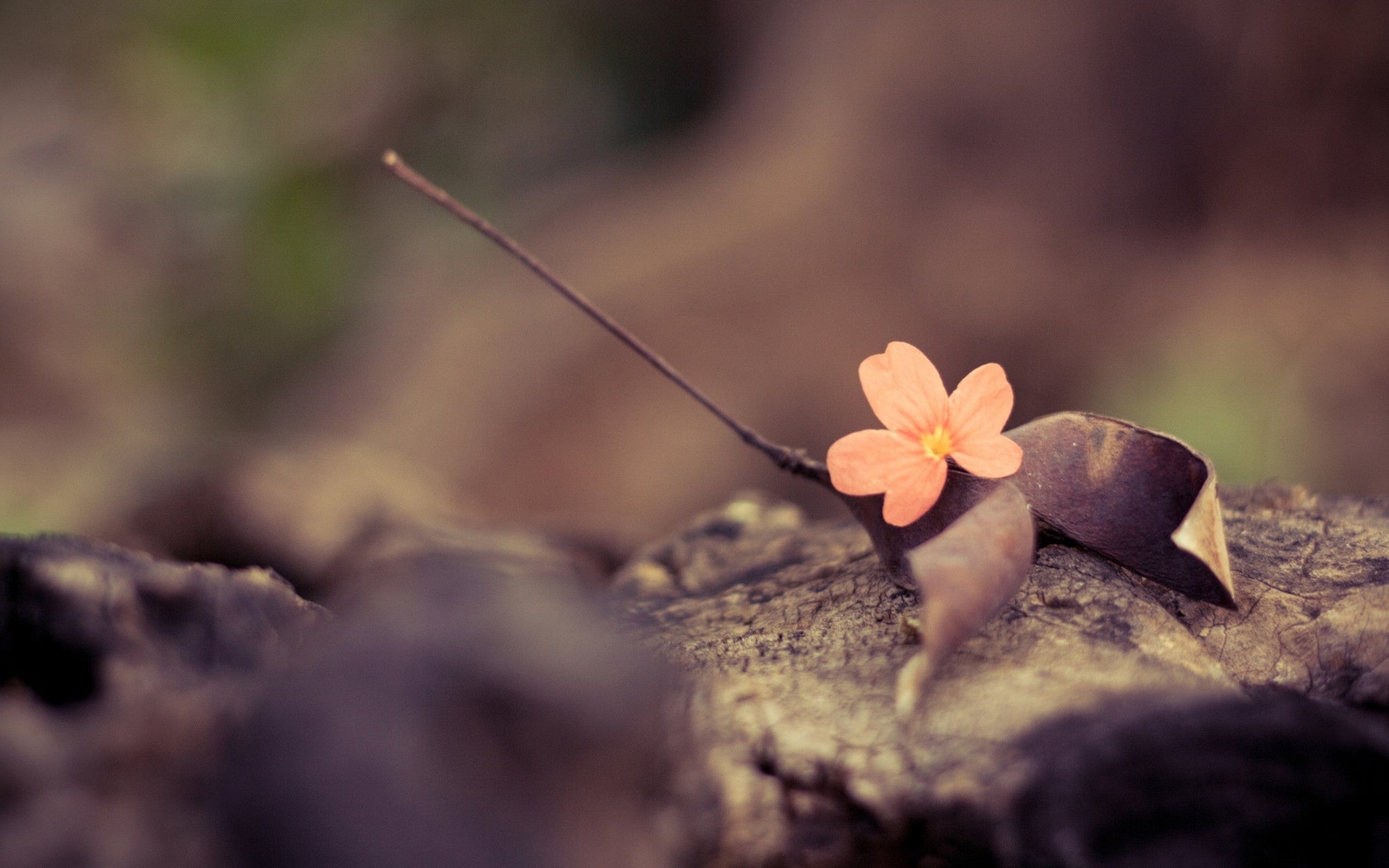 Imagine Comestibilă - Vintage Flowers