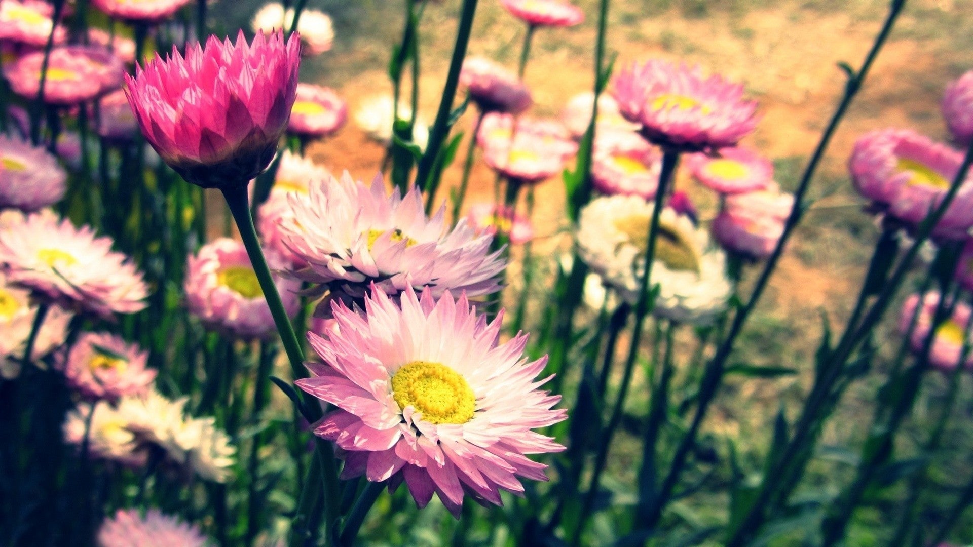 Imagine Comestibilă - Vintage Flowers