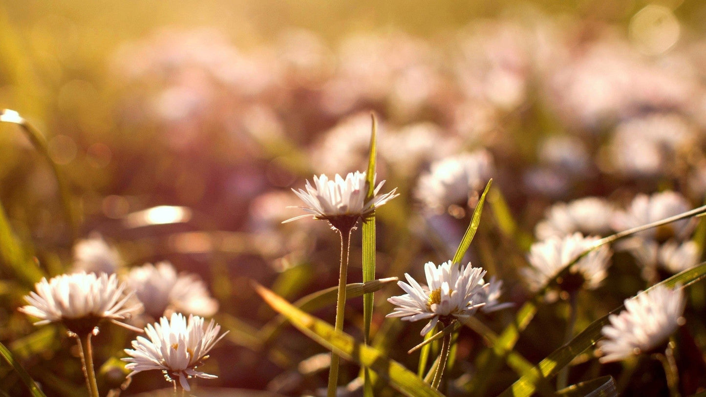 Imagine Comestibilă - Vintage Flowers