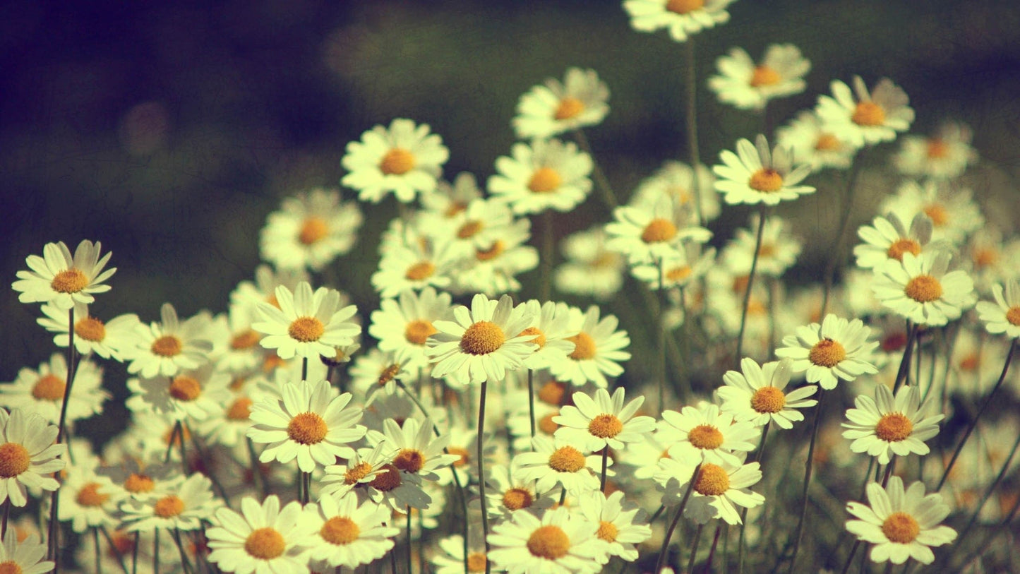 Imagine Comestibilă - Vintage Flowers