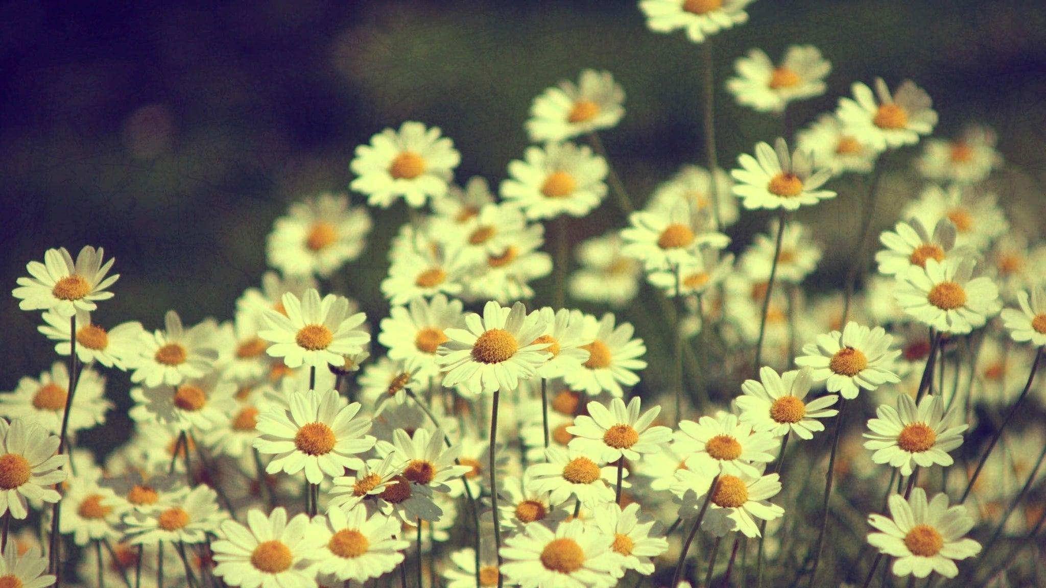 Imagine Comestibilă - Vintage Flowers