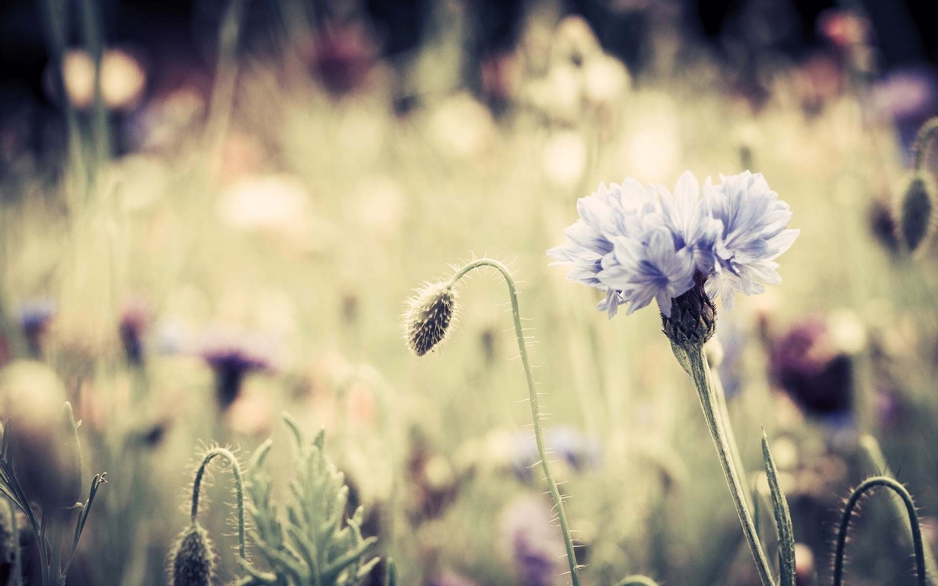 Imagine Comestibilă - Vintage Flowers