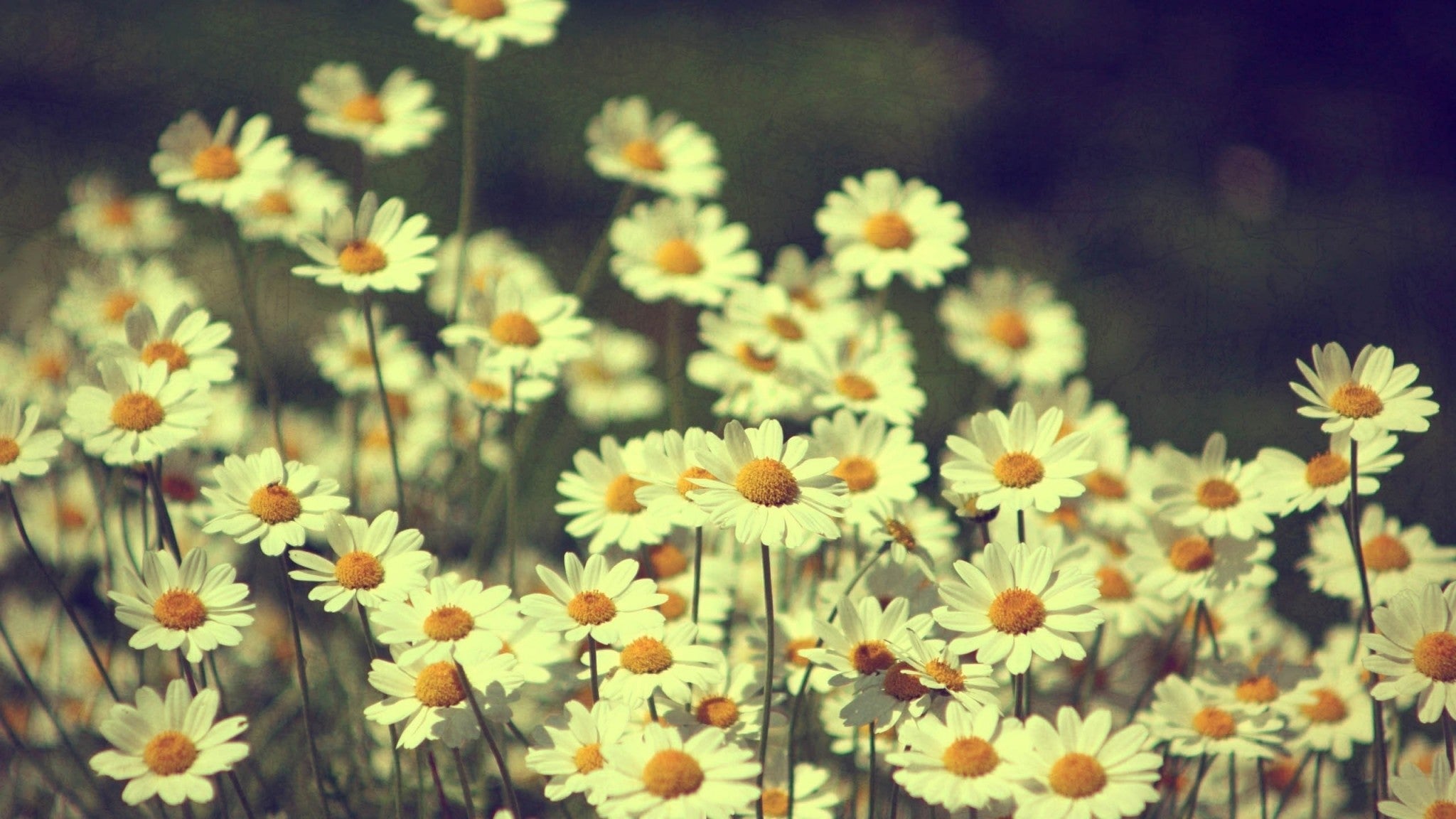 Imagine Comestibilă - Vintage Flowers