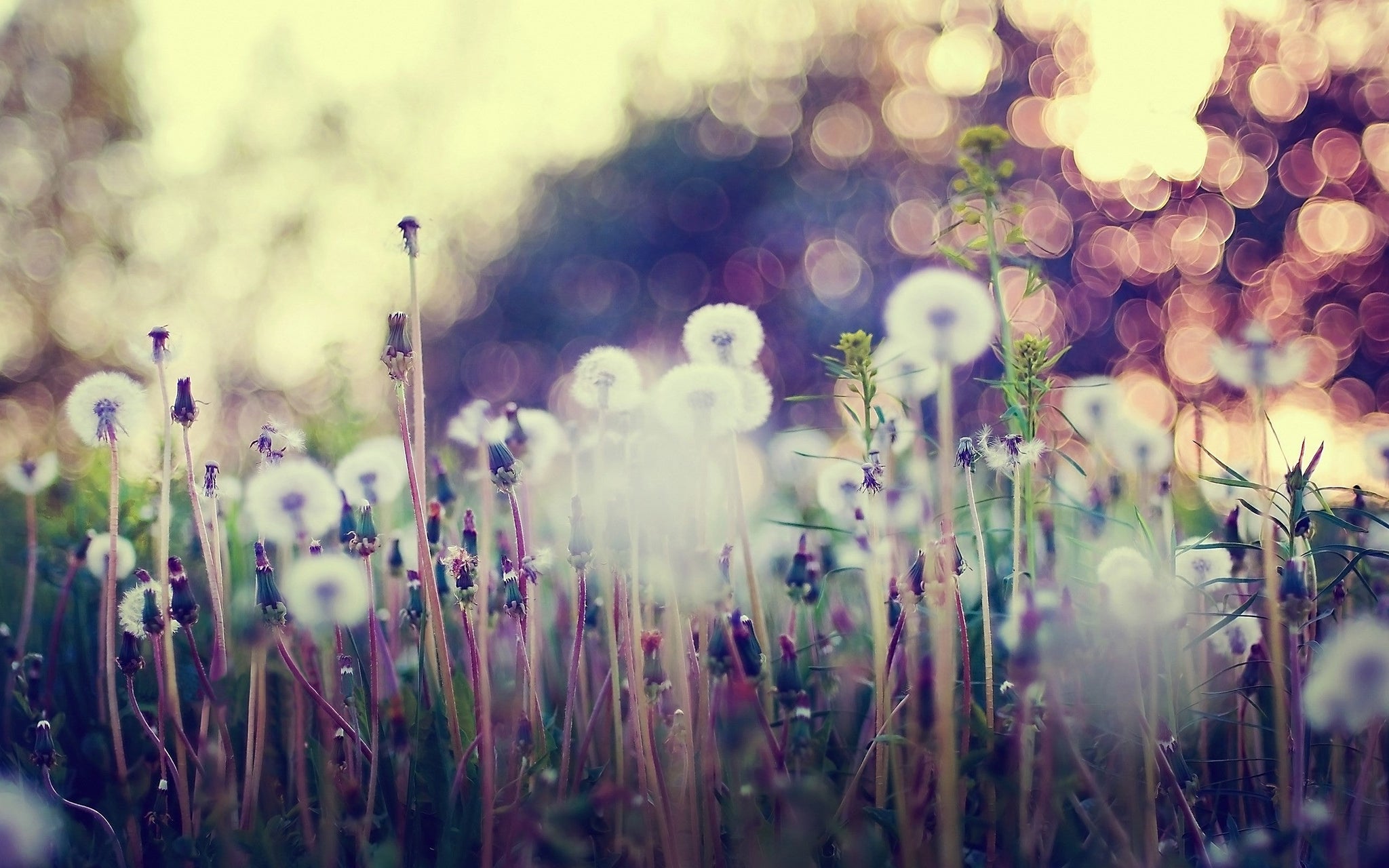Imagine Comestibilă - Vintage Flowers