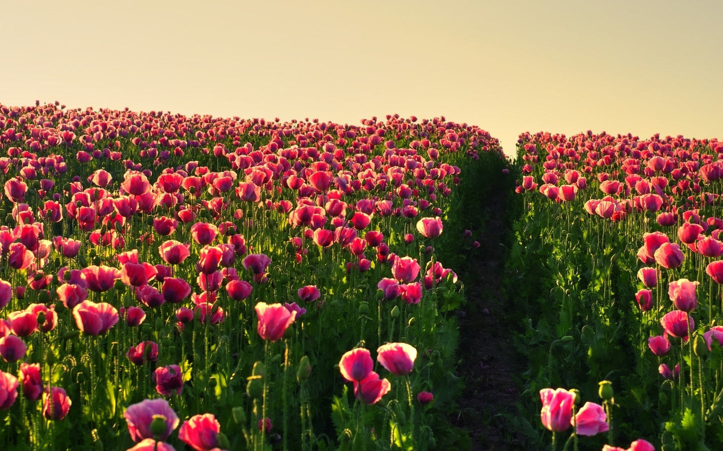 Imagine Comestibilă - Vintage Flowers
