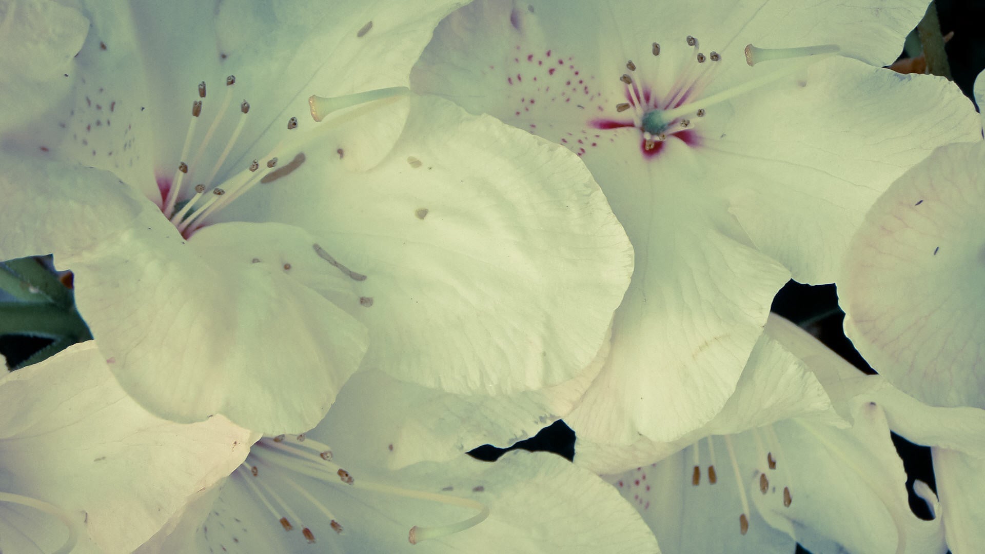Imagine Comestibilă - Vintage Flowers