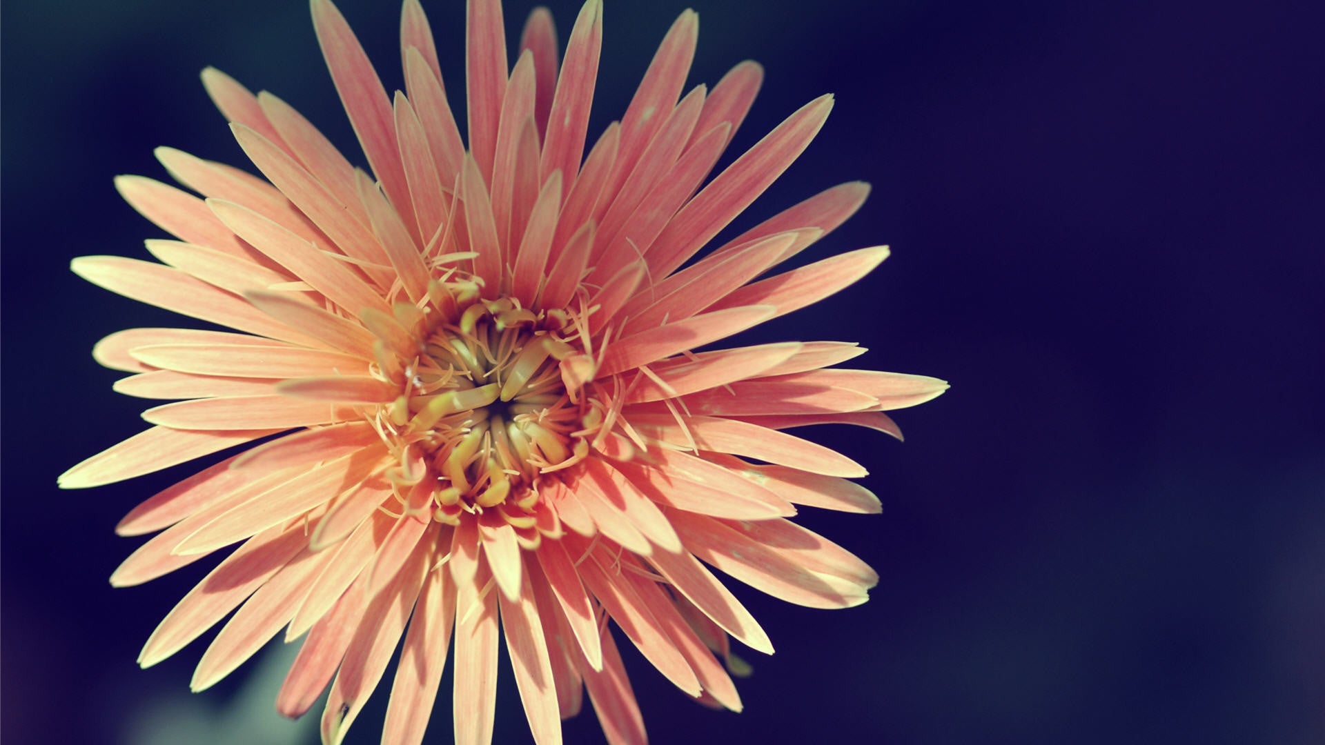 Imagine Comestibilă - Vintage Flowers