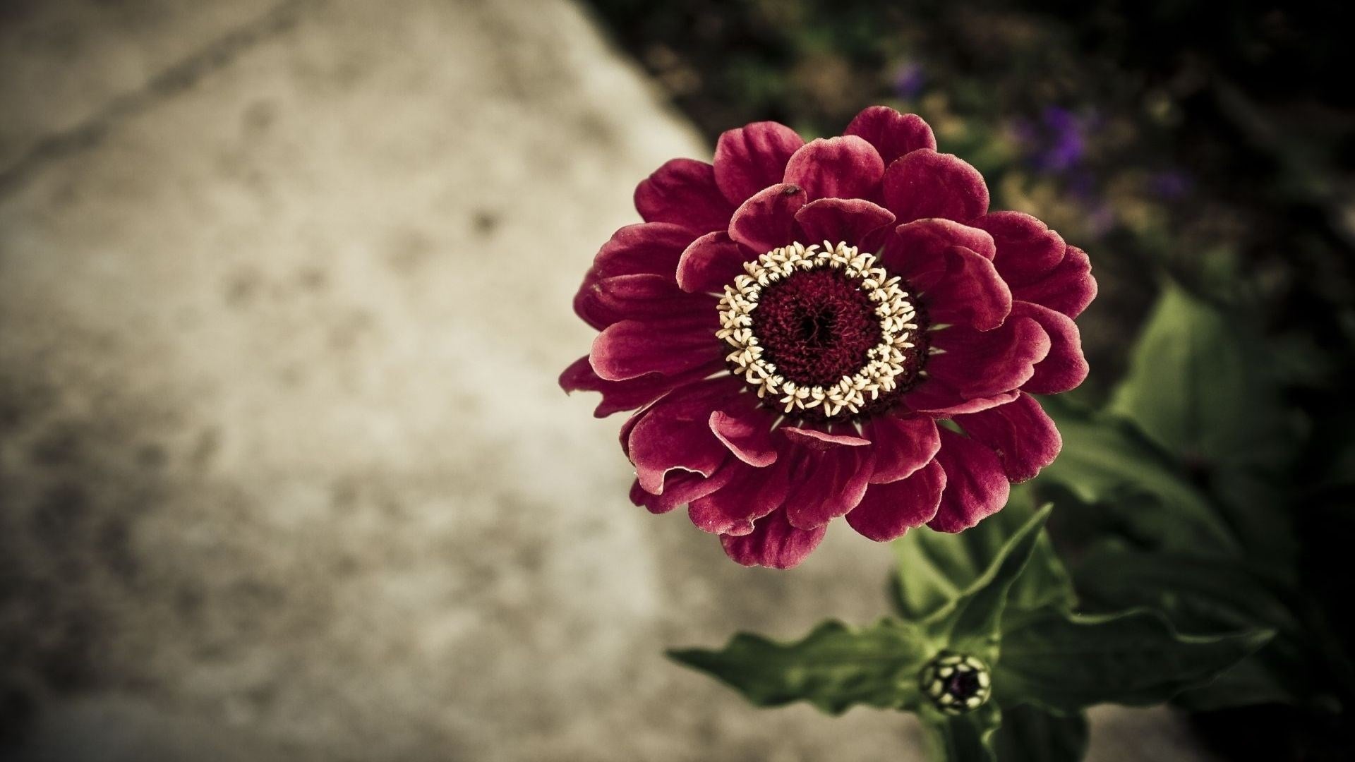 Imagine Comestibilă - Vintage Flowers