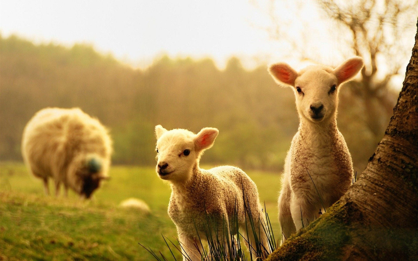 Imagine Comestibilă - animale