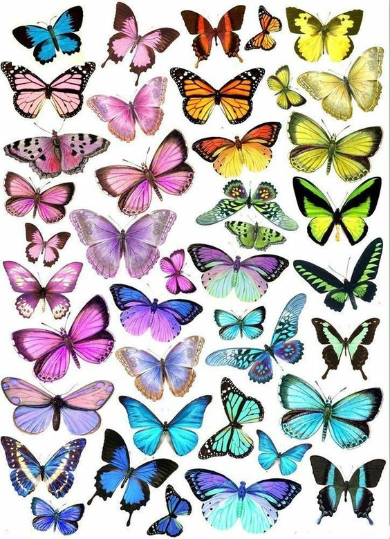 Imagine Comestibilă - noi