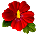 Decoratiune Comestibila Floare De Hibiscus - Dimensiune 9,5 Cm Pentru Deserturi Colorate Si Parfumate