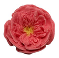 Decoratiune comestibila din zahar, Tea Roses Decoratiuni din Pasta de Zahar Nati Shop