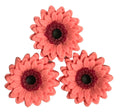 Set 3 decoratiuni comestibile din zahar, Gerbera roz Decoratiuni din Pasta de Zahar Nati Shop